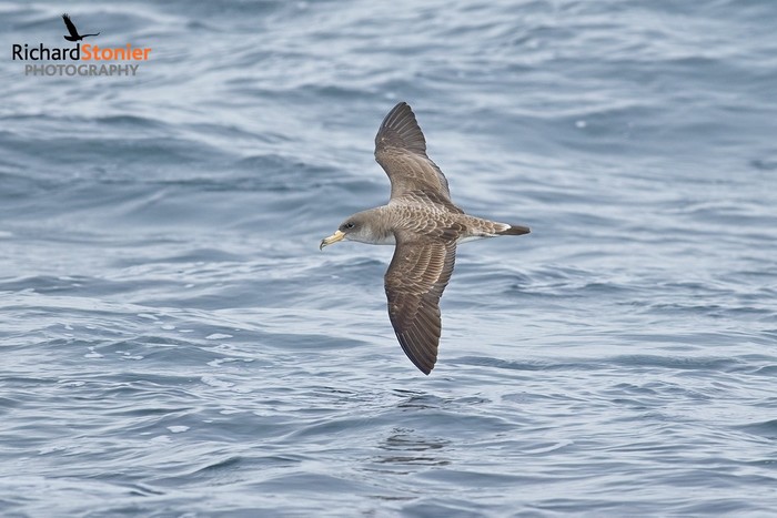 Cory's Shearwater