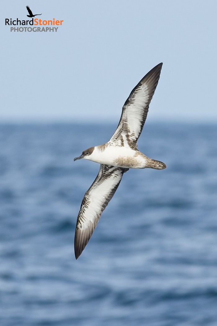 Great Shearwater