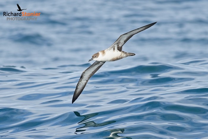 Great Shearwater