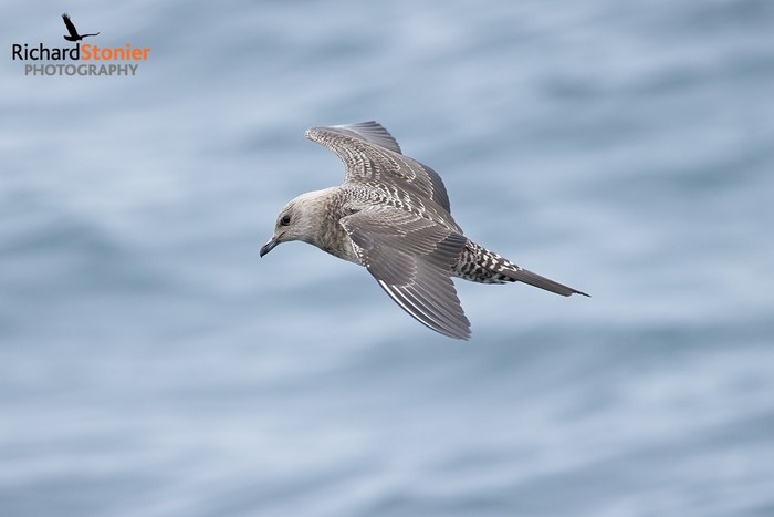 Long-tailed Skua