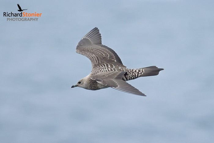 Long-tailed Skua