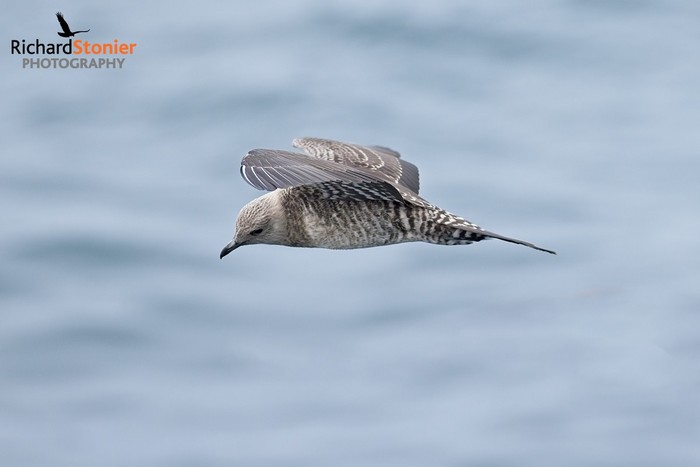 Long-tailed Skua