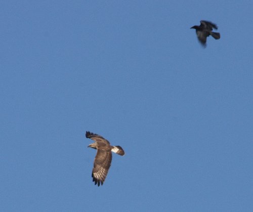 Rough-legged Buzzard