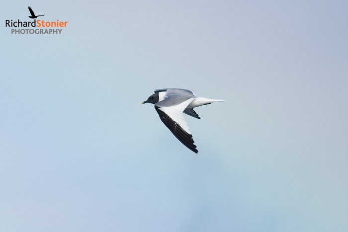 Sabine's Gull