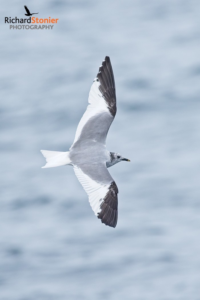 Sabine's Gull