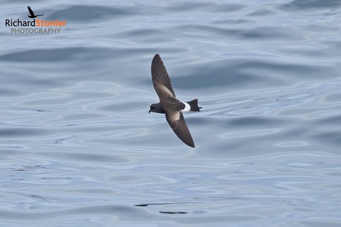 Wilson's Petrel