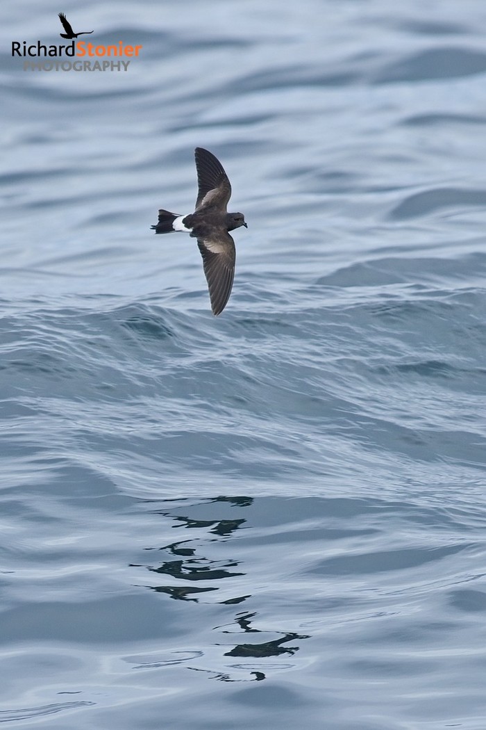Wilson's Petrel