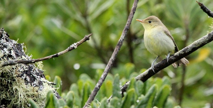 Icterine Warbler