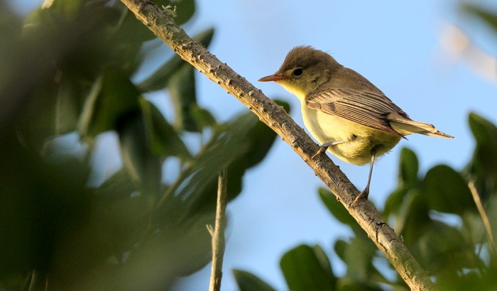 Icterine Warbler