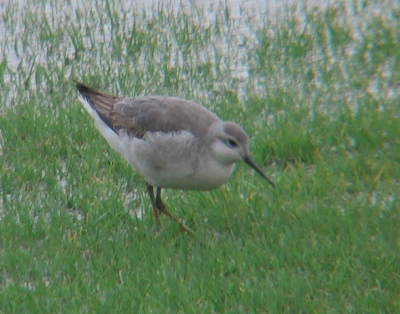 Wilson's Phalarope