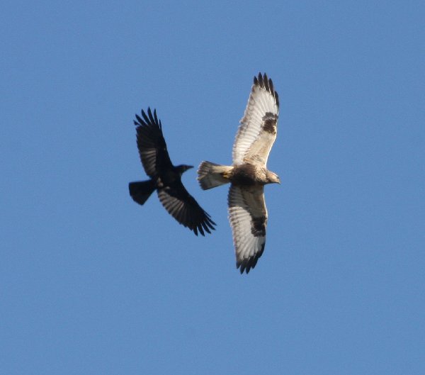 Rough-legged Buzzard