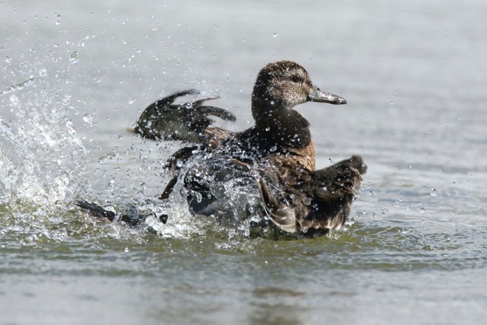 Garganey