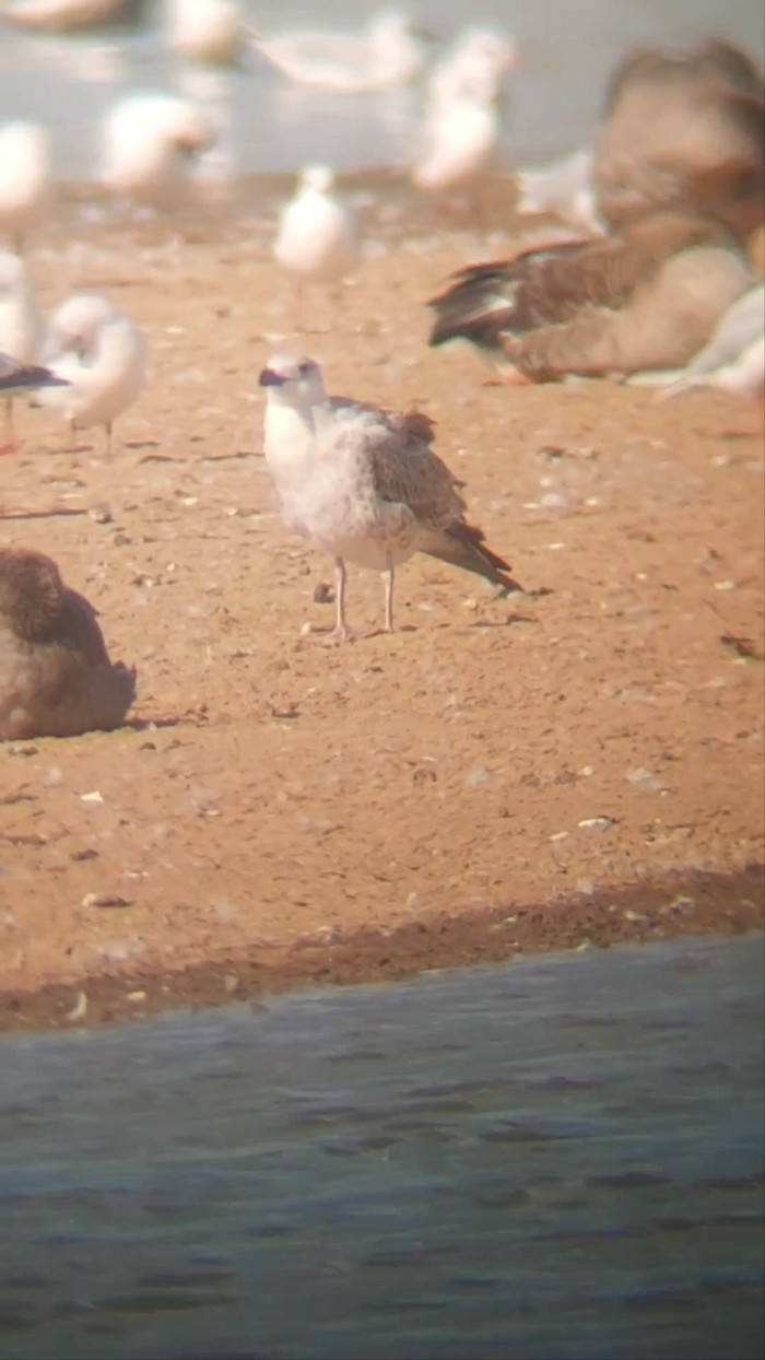 Caspian Gull