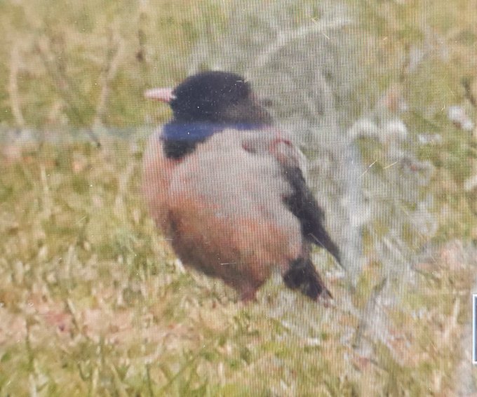 Rose-coloured Starling