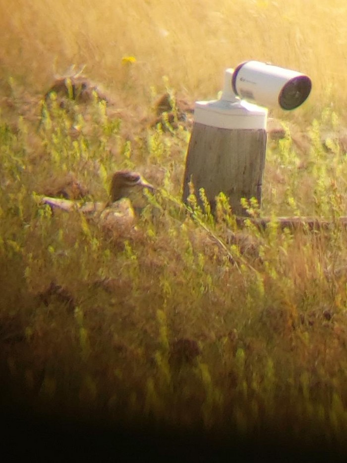 Stone Curlew