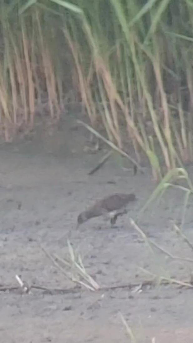 Spotted Crake