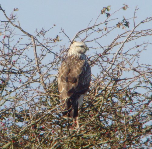 Rough-legged Buzzard