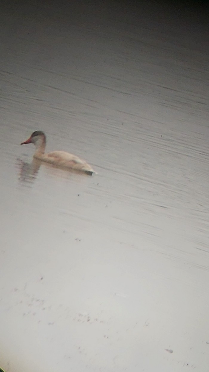 Red-crested Pochard
