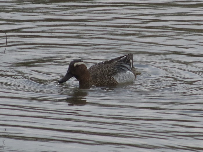 Garganey