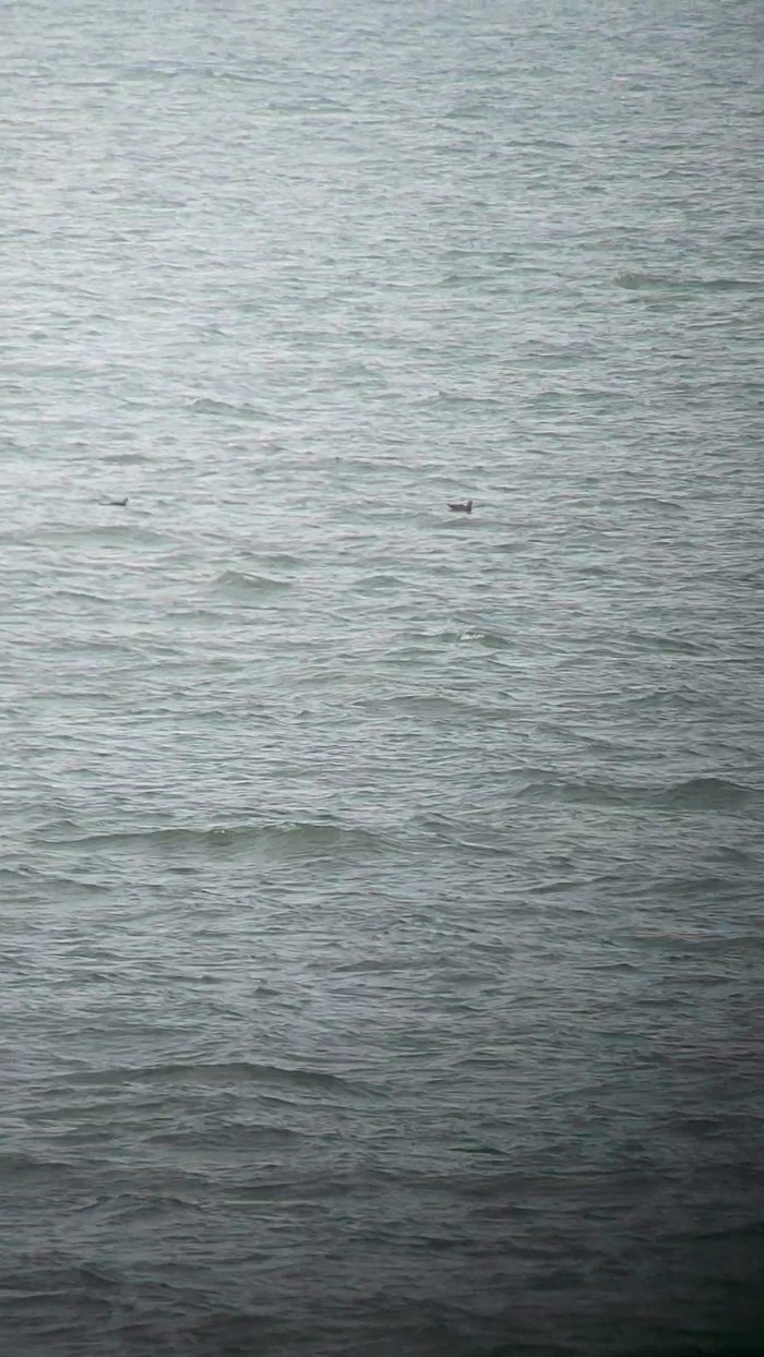 Arctic Skua