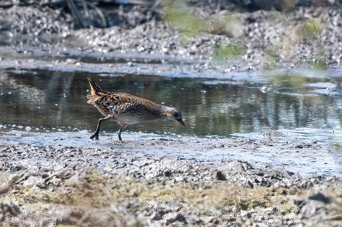 Spotted Crake