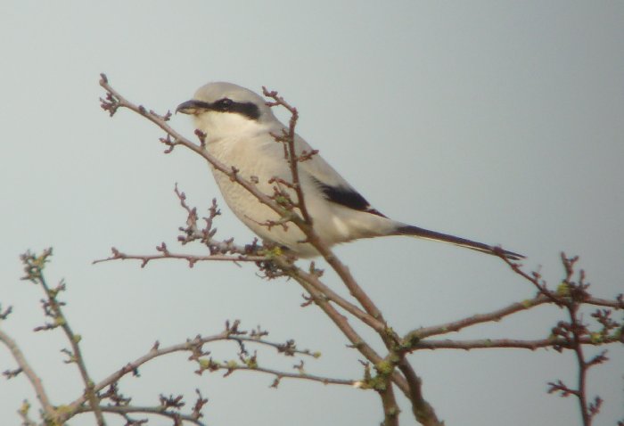 Great Grey Shrike