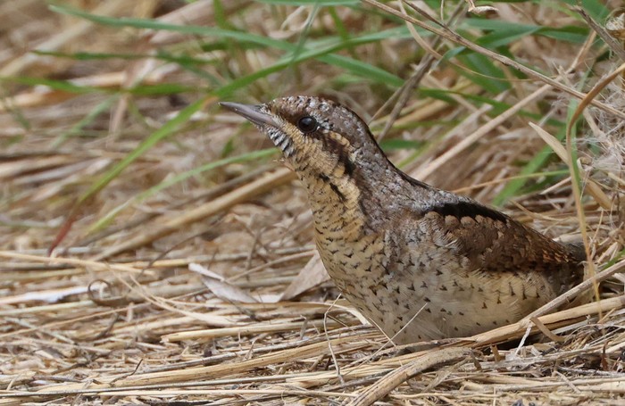Wryneck
