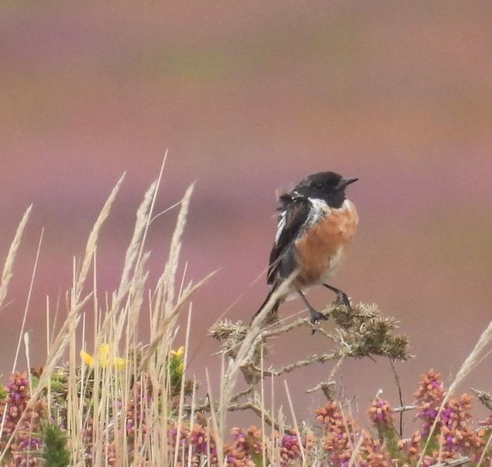 Stonechat