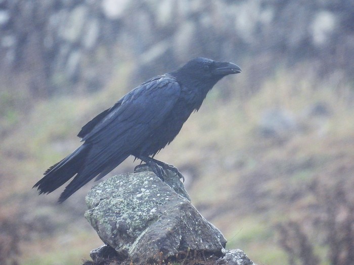 Raven
