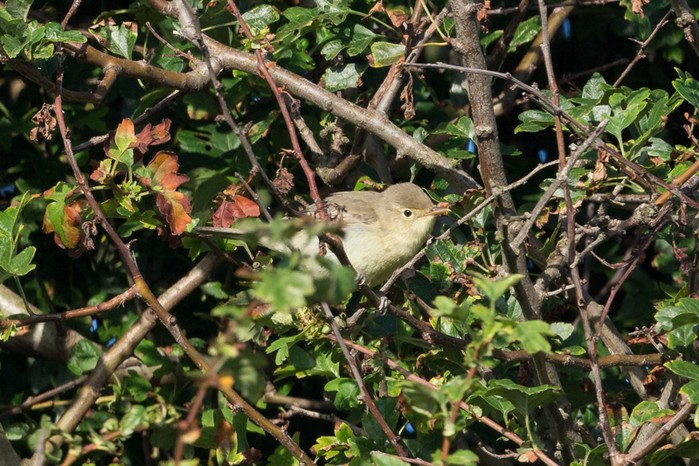 Icterine Warbler