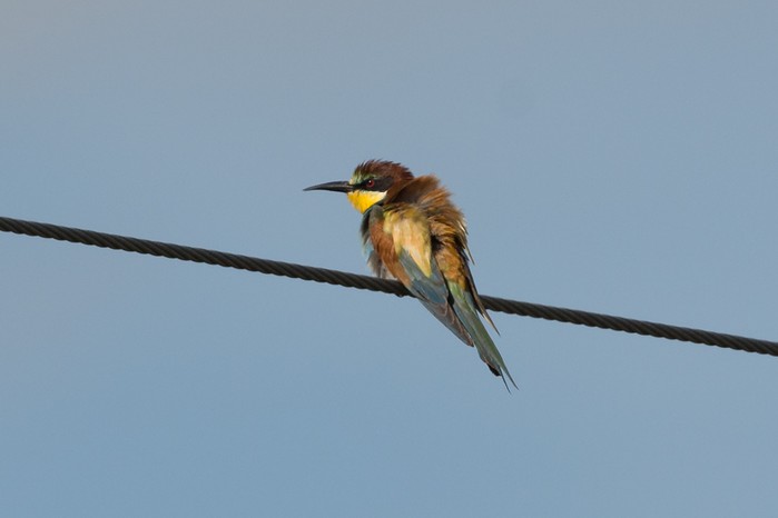 Bee-eater