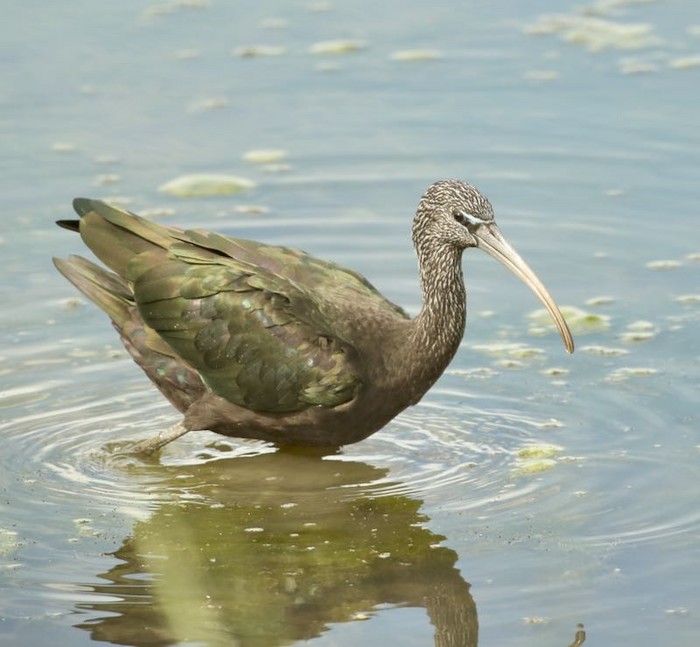 Glossy Ibis
