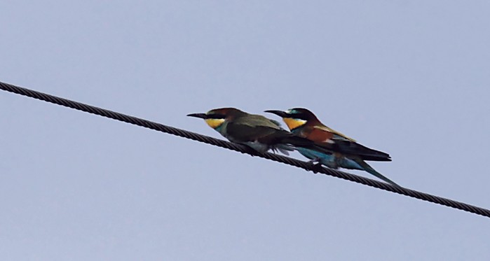 Bee-eater