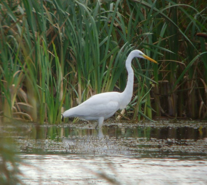 Great White Egret