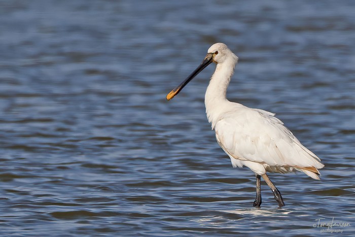 Spoonbill
