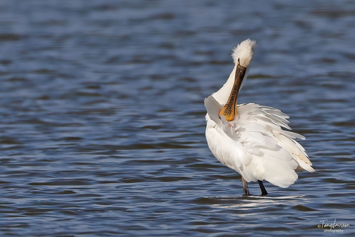 Spoonbill
