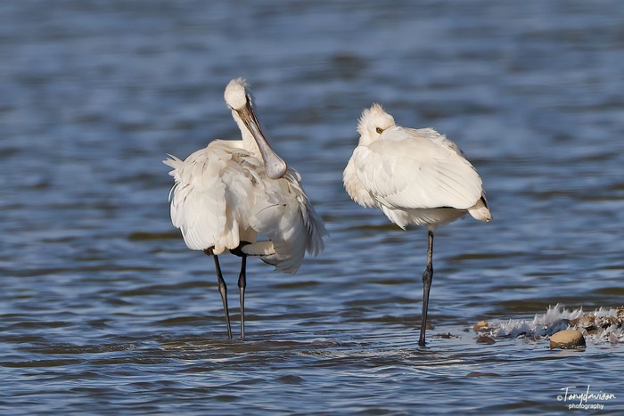 Spoonbill