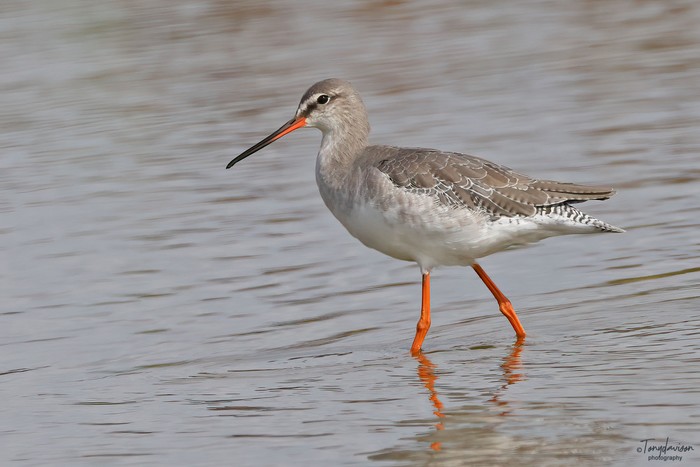 Spotted Redshank