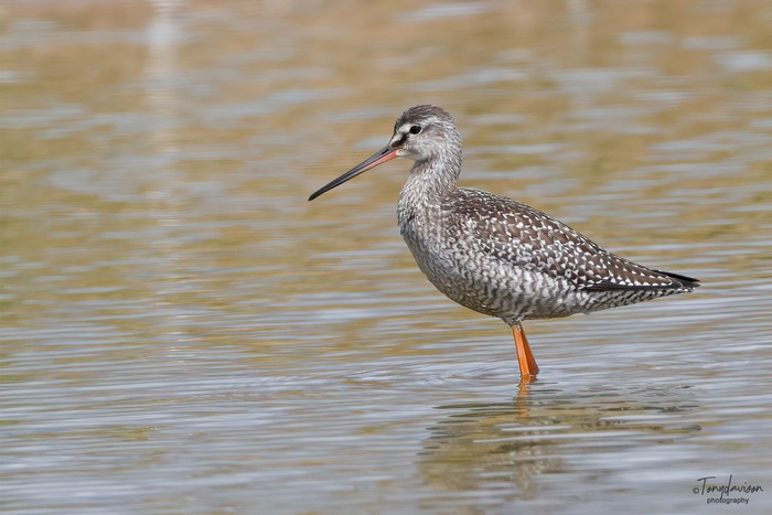 Spotted Redshank