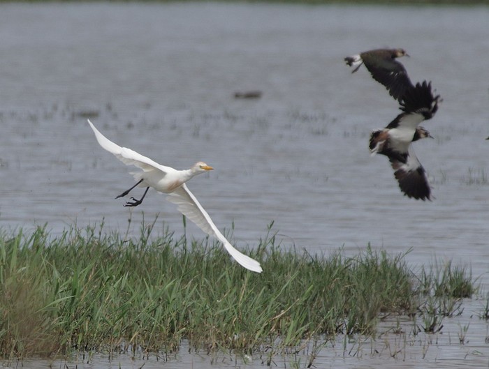 Cattle Egret
