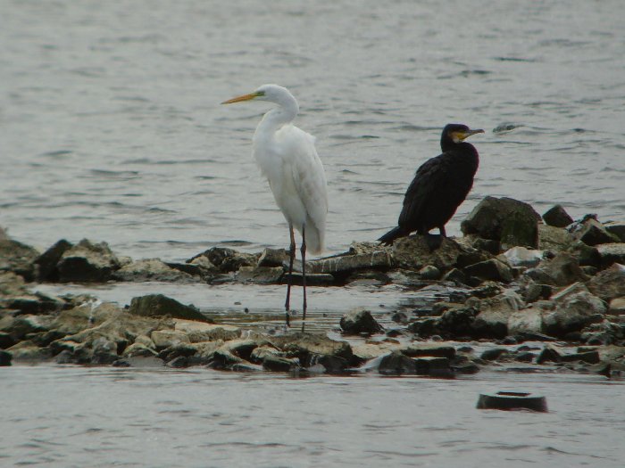 Great White Egret