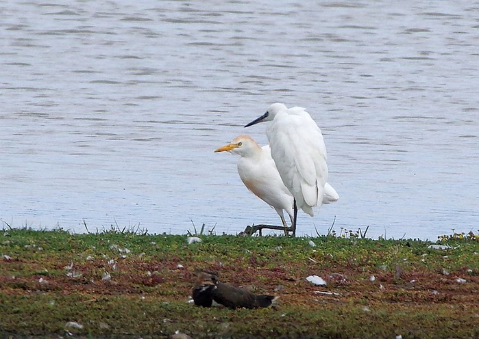 Cattle Egret