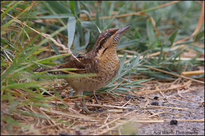 Wryneck