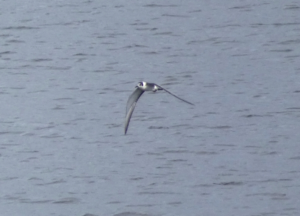 Black Tern