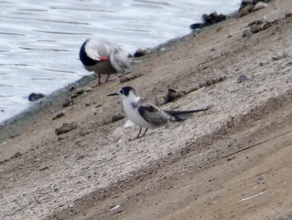 Black Tern