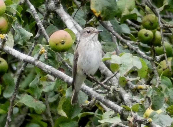 Spotted Flycatcher