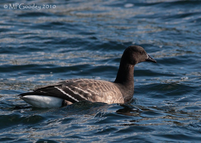 Brent Goose