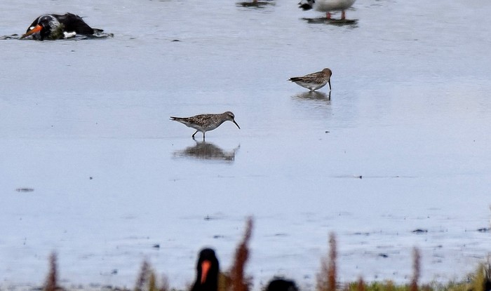White-rumped Sandpiper
