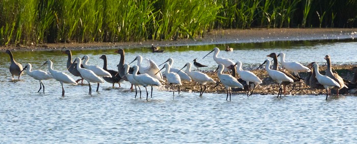 Spoonbill