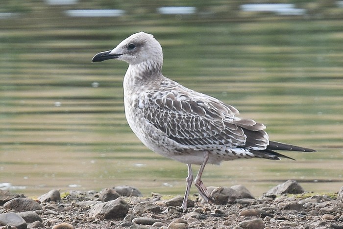 Caspian Gull
